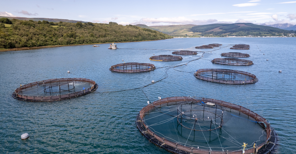 Blog sur l'aquaculture